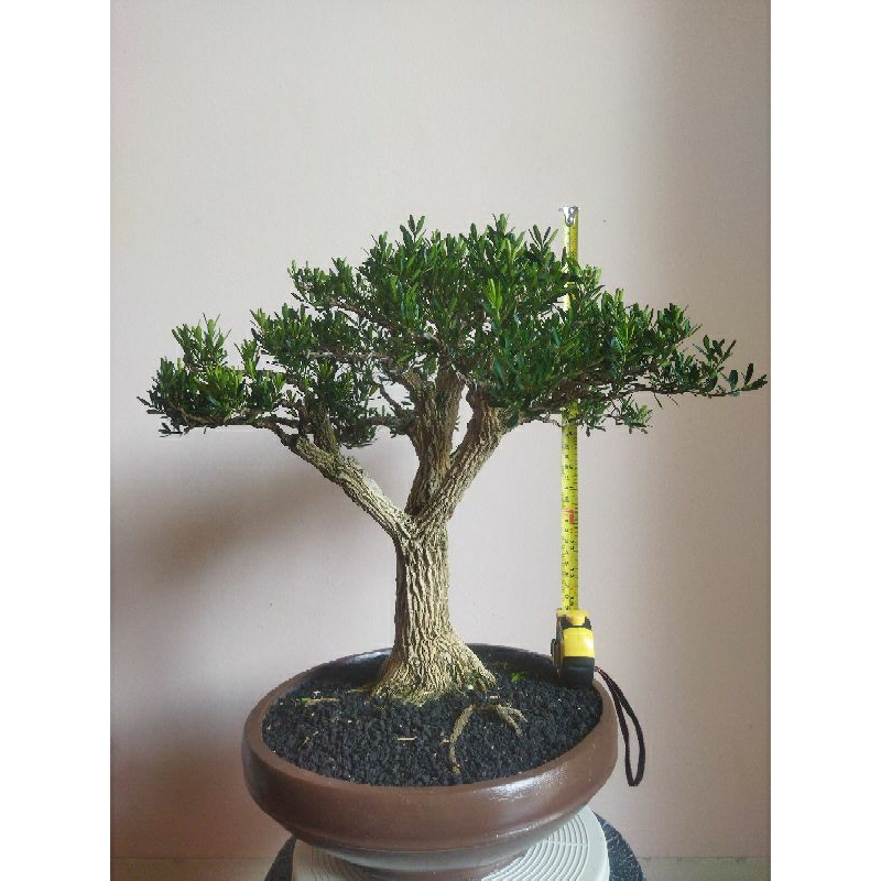 Bonsai Buxus