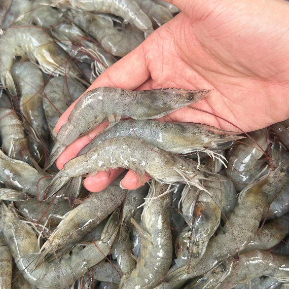 

Udang Vaname size 80 1kg Segar Fresh Frozen / Udang Vaname Beku