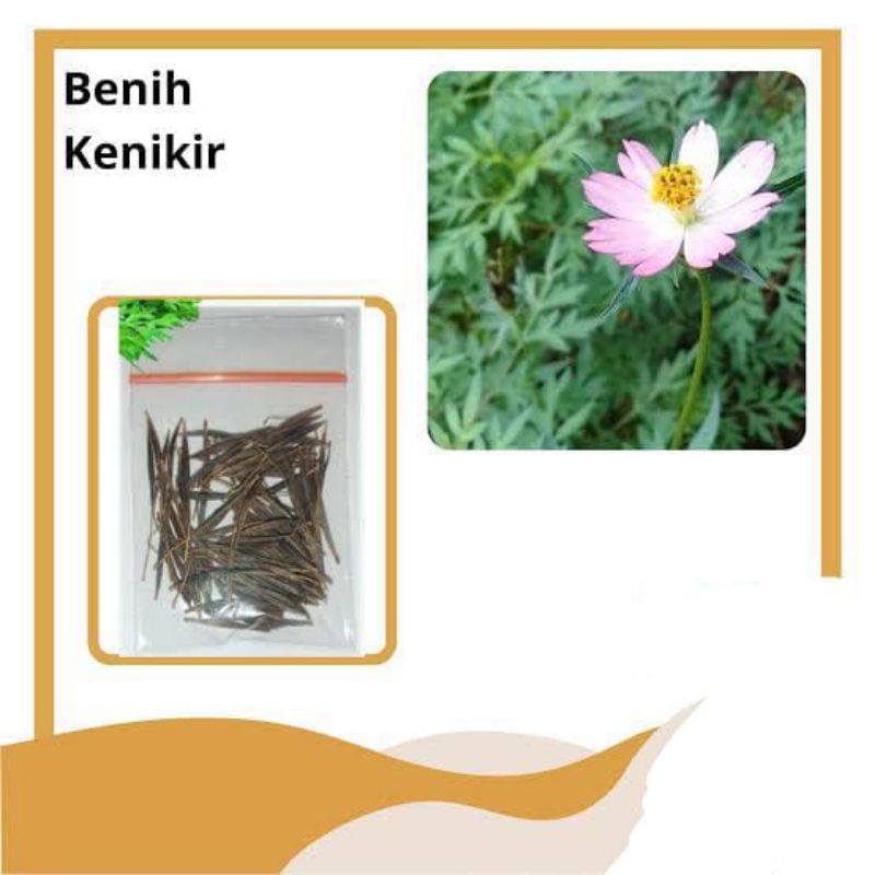 BENIH BIBIT KENIKIR/BENIH BIBIT KANGKUNG/BENIH BIBIT SELEDRI/ BENIH BIBIT DAUN BAWANG/BENIH BIBIT SA