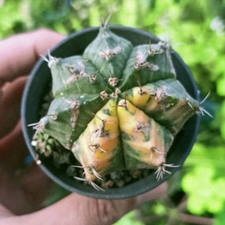 Tanaman Hias Kaktus Miha Orange