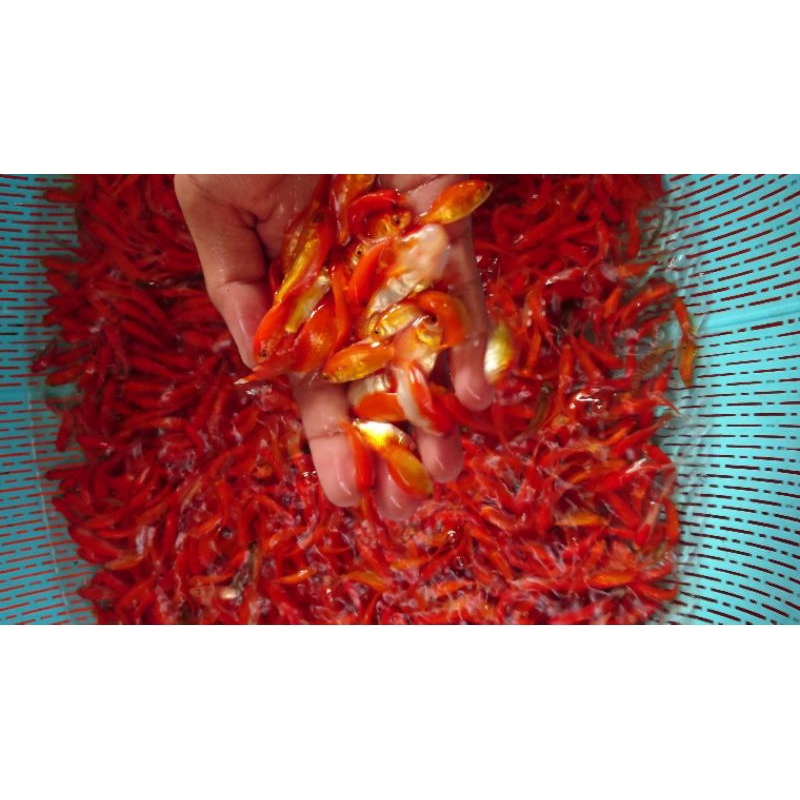 ikan komet pakan predator , ikan komet kecil , pakan predator, pakan hidup ,ikan hias.