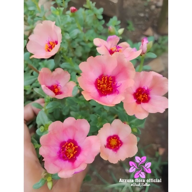 ( BISA COD ) PROMO Tanaman hias krokot duna sweetruby import / tanaman hias hidup