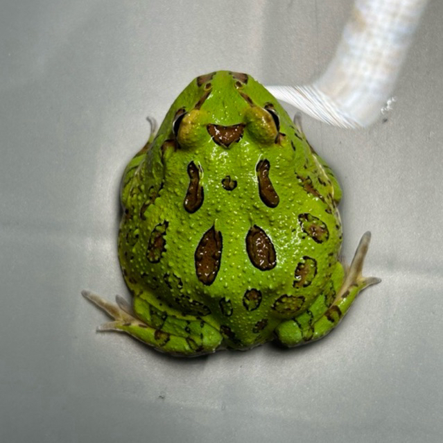 Pacman Frog Green