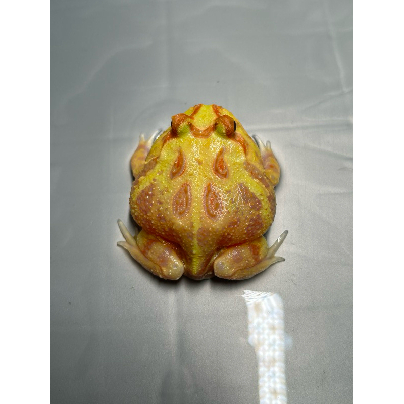 Pacman Frog Albino Betina (1)