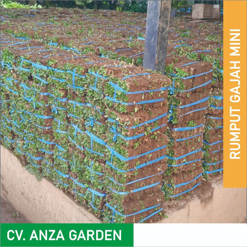 Rumput Gajah Mini | RUMPUT GAJAH | Rumput Taman
