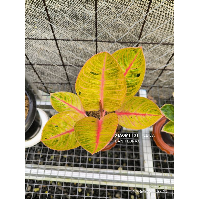 Aglonema Goliath  Trah Merah Asal Anak Samping