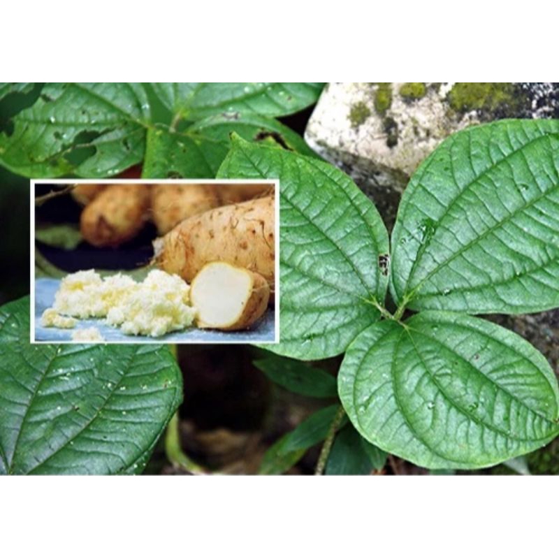 

promo termurah umbi gadung 1 kg