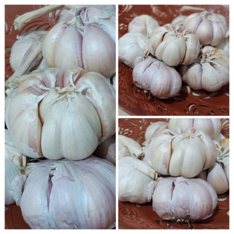 

Bawang Putih Sinco