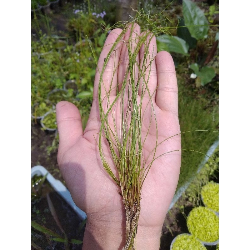 Hairgras Vivipara ( Eleocharis vivipara)