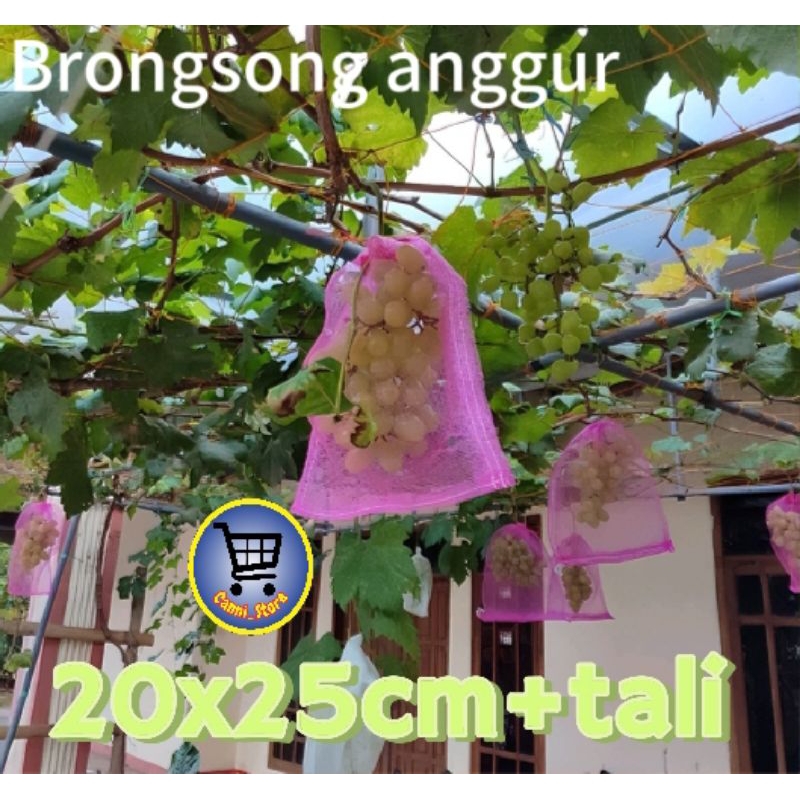 Brongsong Anggur/Mangga/jambu