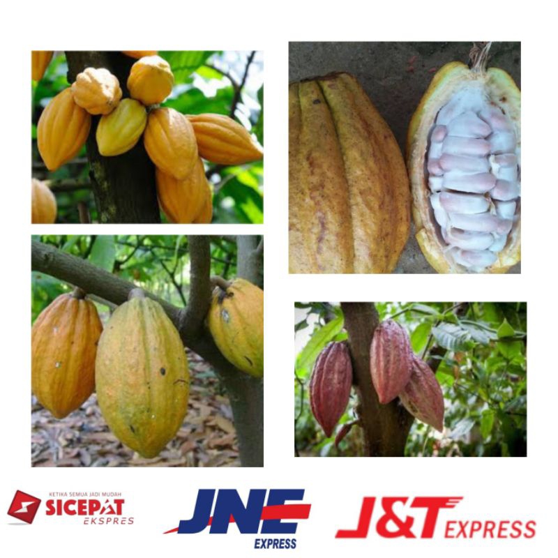 

Buah Coklat matang | Buah kakao matang | fresh langsung petik