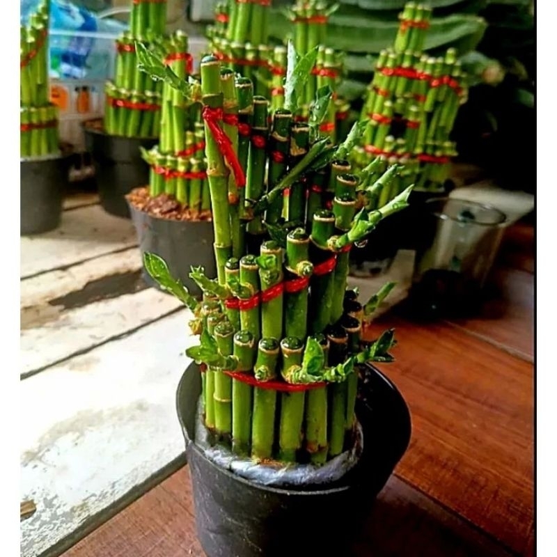 Pohon bambu hoki pita merah super cantik