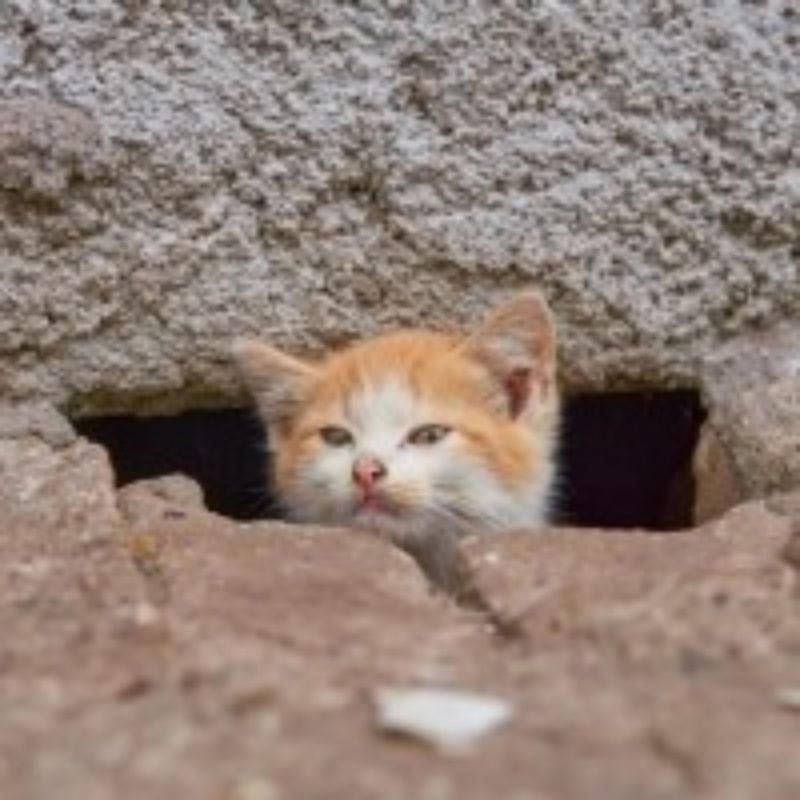 feed abandoned cats silahkan berdonasi untuk kucing kucing yang terlantar
