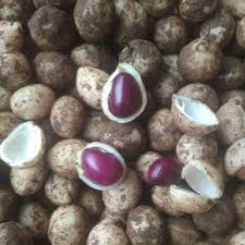 

Kacang bogor