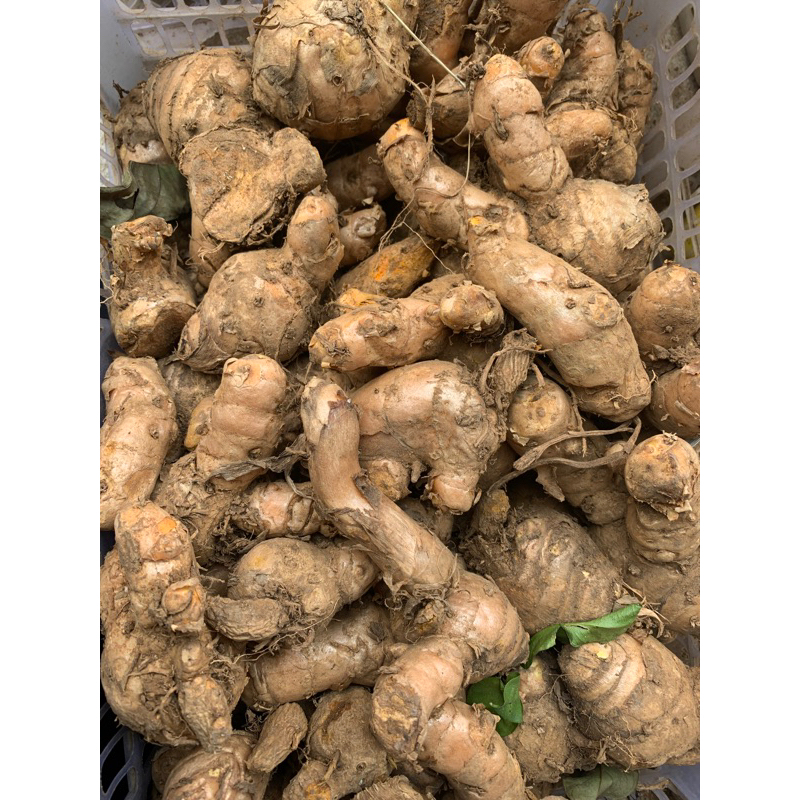 

TEMU LAWAK 1 KG JUMBO SEGAR EMPON EMPON REMPAH FRESH ORGANIK BANYAK MANFAAT KESEHATAN MURAH!! BISA COD