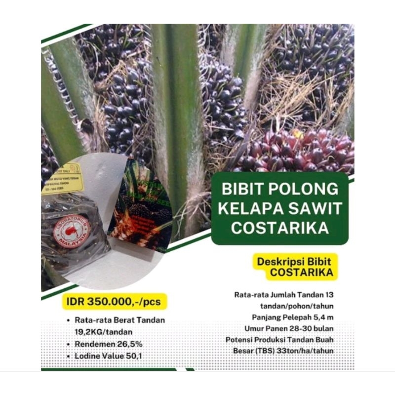 Benih Bibit sawit KOSTARIKA COSTARIKA asli Ber sertifikat