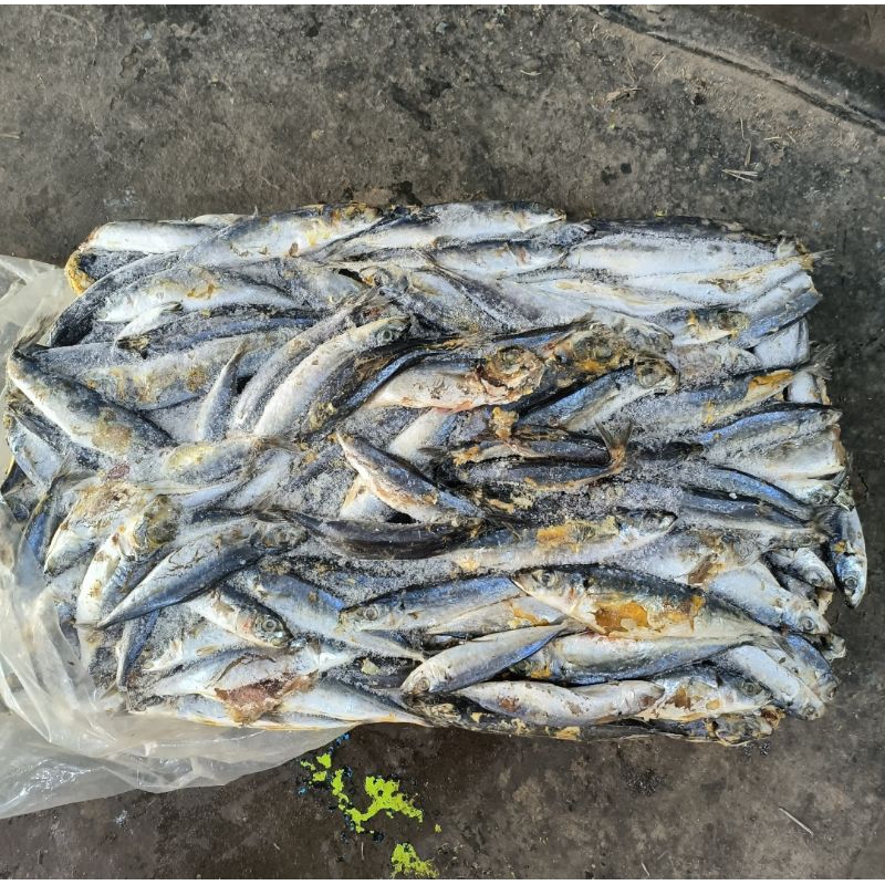 

Ikan Layang (Stok Lama)