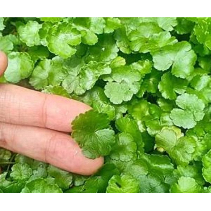 

Daun patikim segar daun semanggi gunung segar 500 gram-az