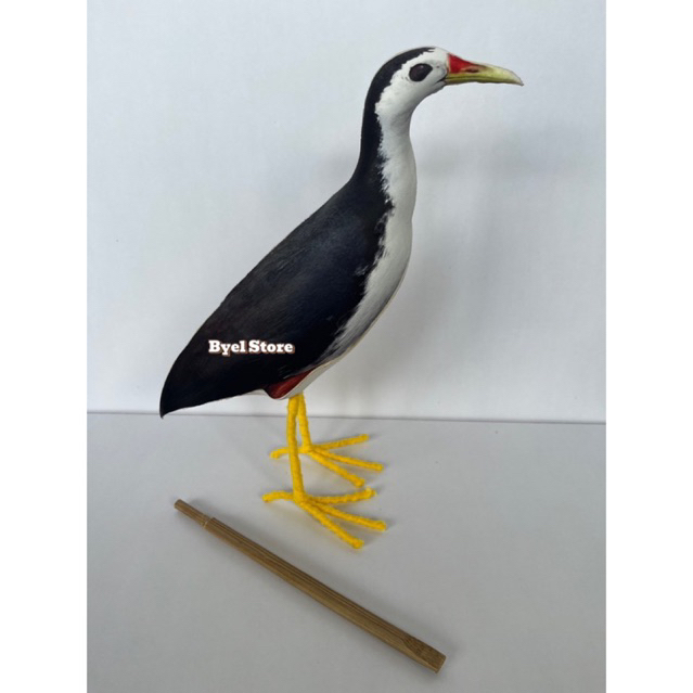 Patung Burung Truwok Kareo Padi - Jontrot burung ruak ruak
