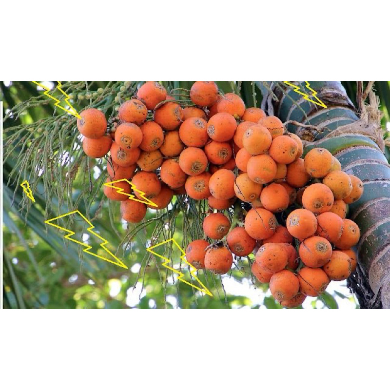 

Buah Pinang tua (jambe) segar 1/2 kg