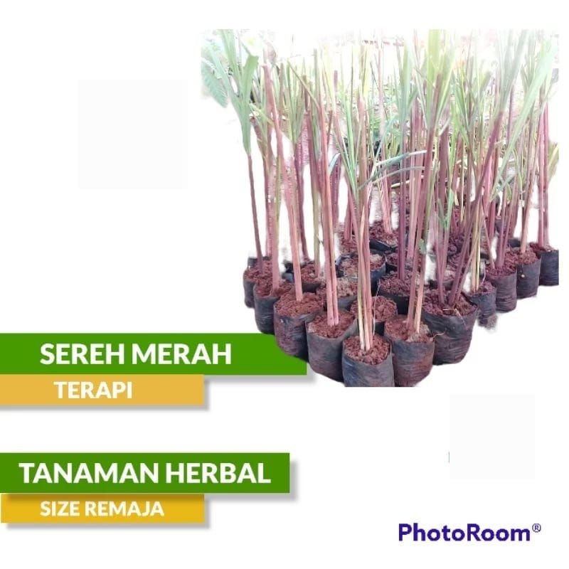 Tanaman Sereh Merah Sereh Wulung Sereh Merah Serai Wangi Sereh Terapi Sereh Urut