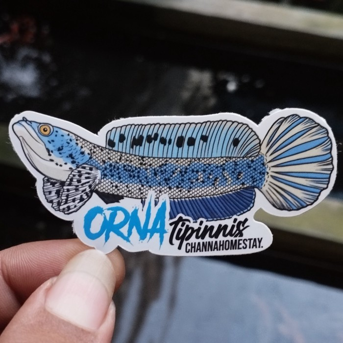 Sticker Channa Ornatipinis Orna Yellow Lips 7cm