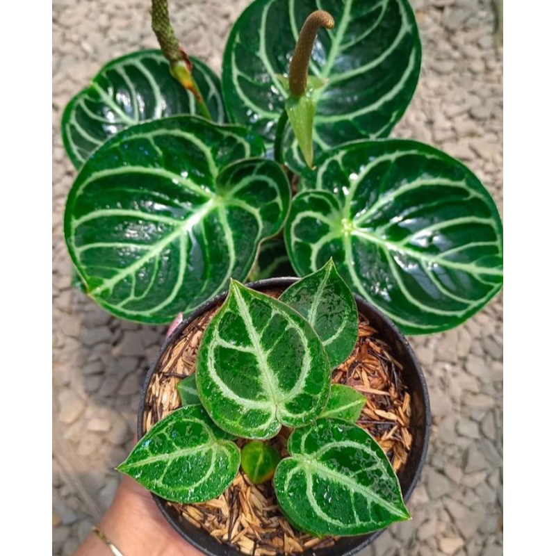 Anthurium Kuping Gajah Dorayaki Hybrid Mangkok