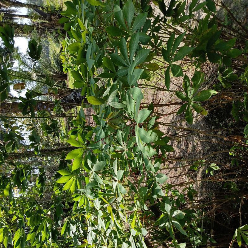 

DAUN UBI SEGAR/DAUN UBI TUMBOK/DAUN SINGKONG/500gram