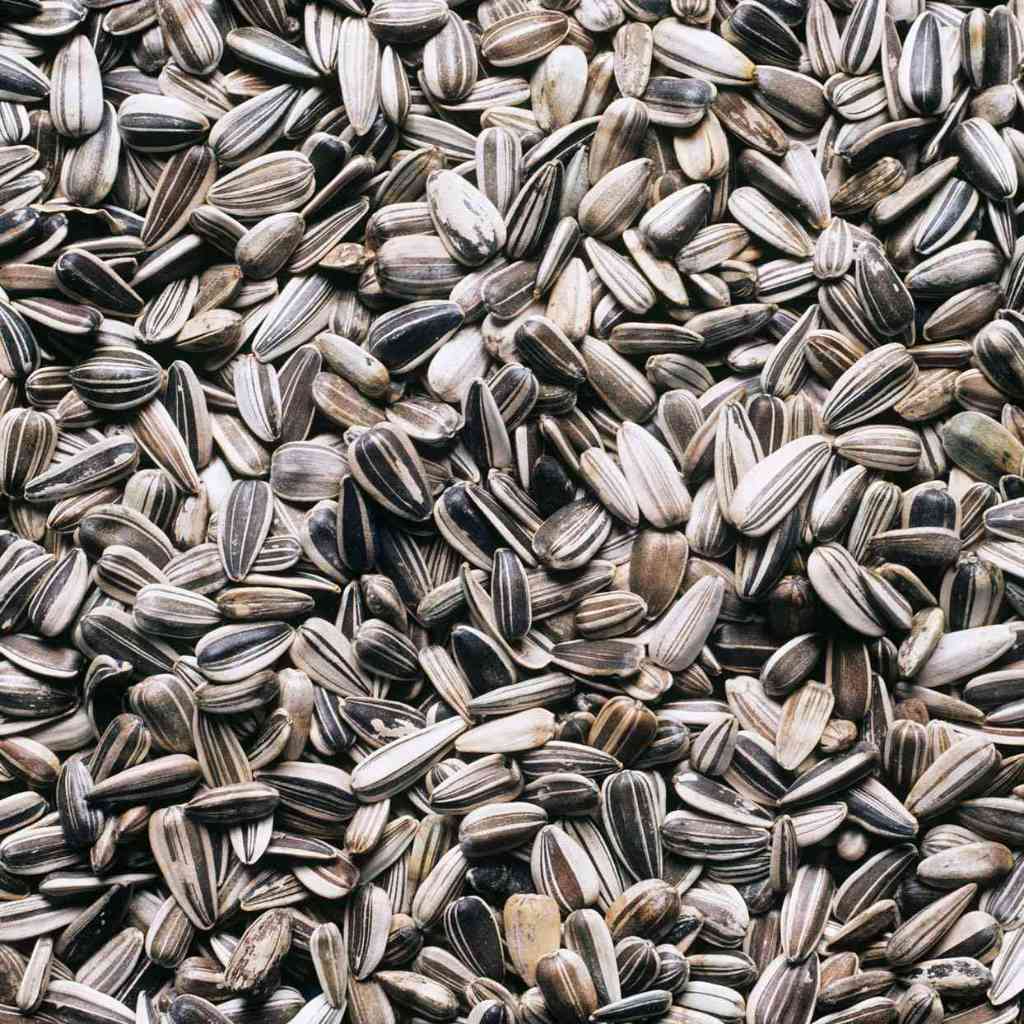 

SUNFLOWER SEED