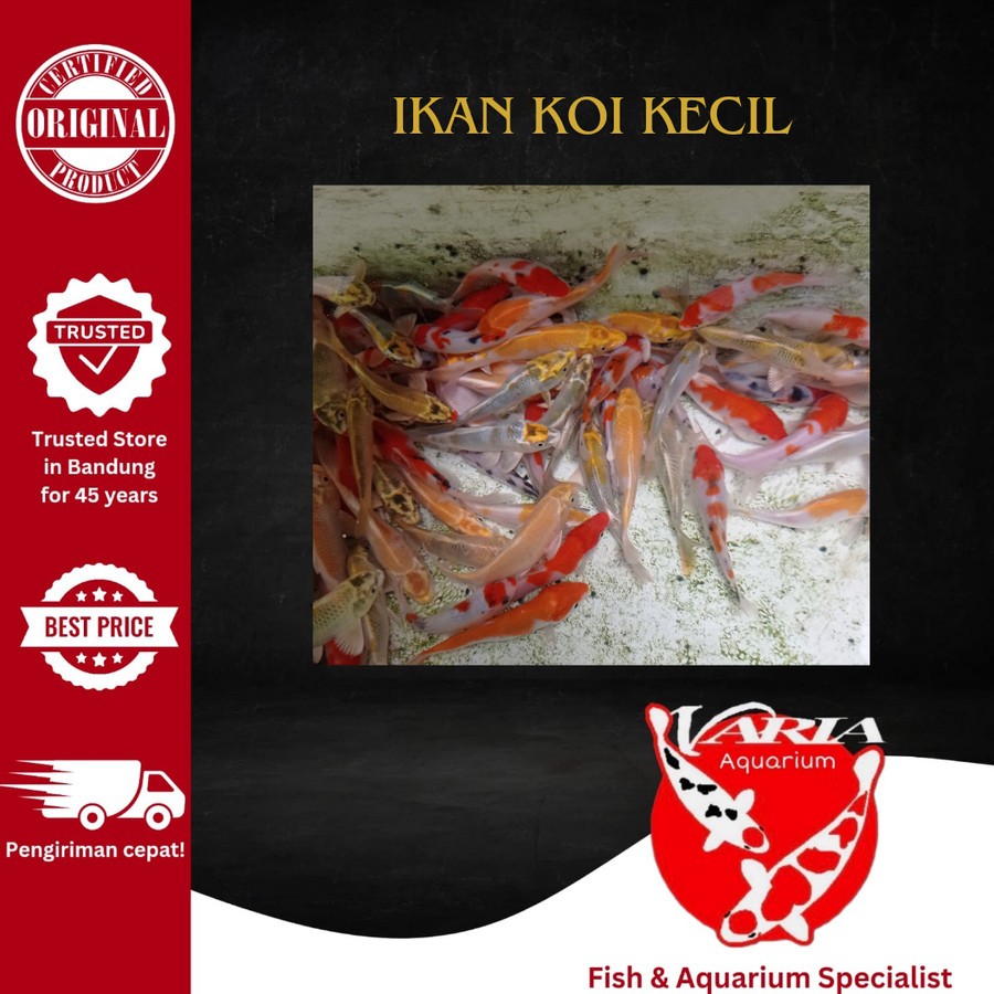 Ikan Hias Kolam Aquarium Koi 15cm Ikan Hias Koi 15cm