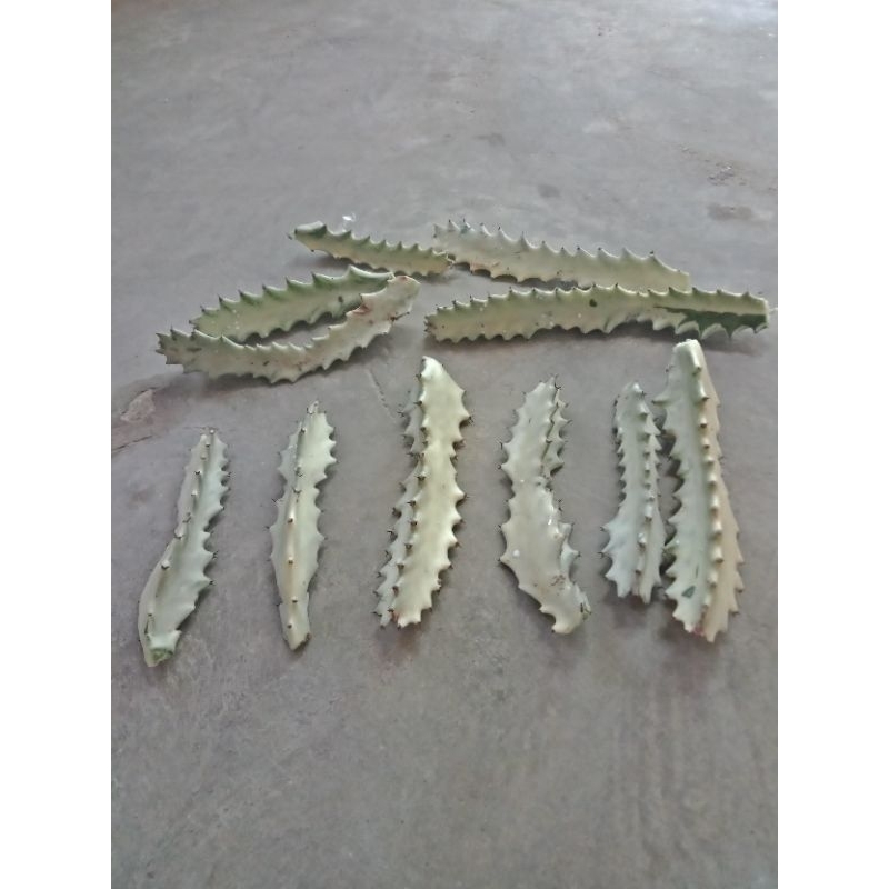 bibit tanaman trigona putih