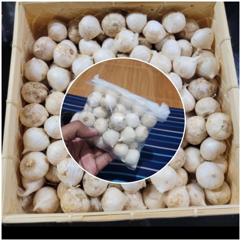 

Bawang Putih Lanang/Bawang Tunggal/Bawang Lanang 500gr