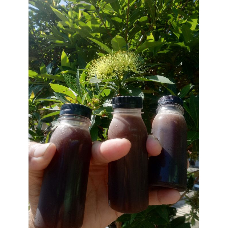 

Madu Kelulut Trigona Itama Banyak Khasit