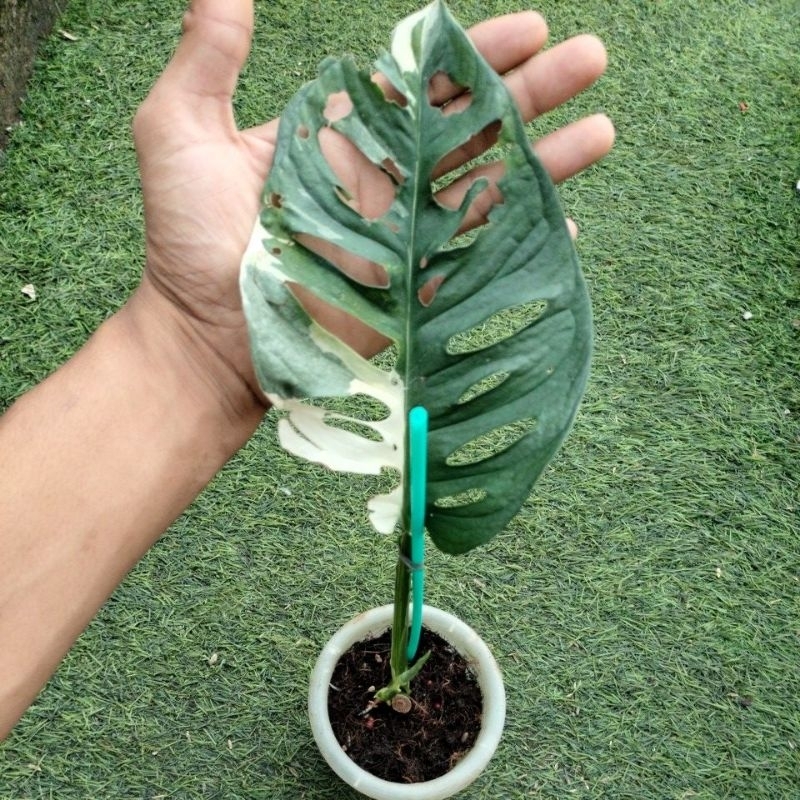 janda bolong acuminata varigata jepang putih