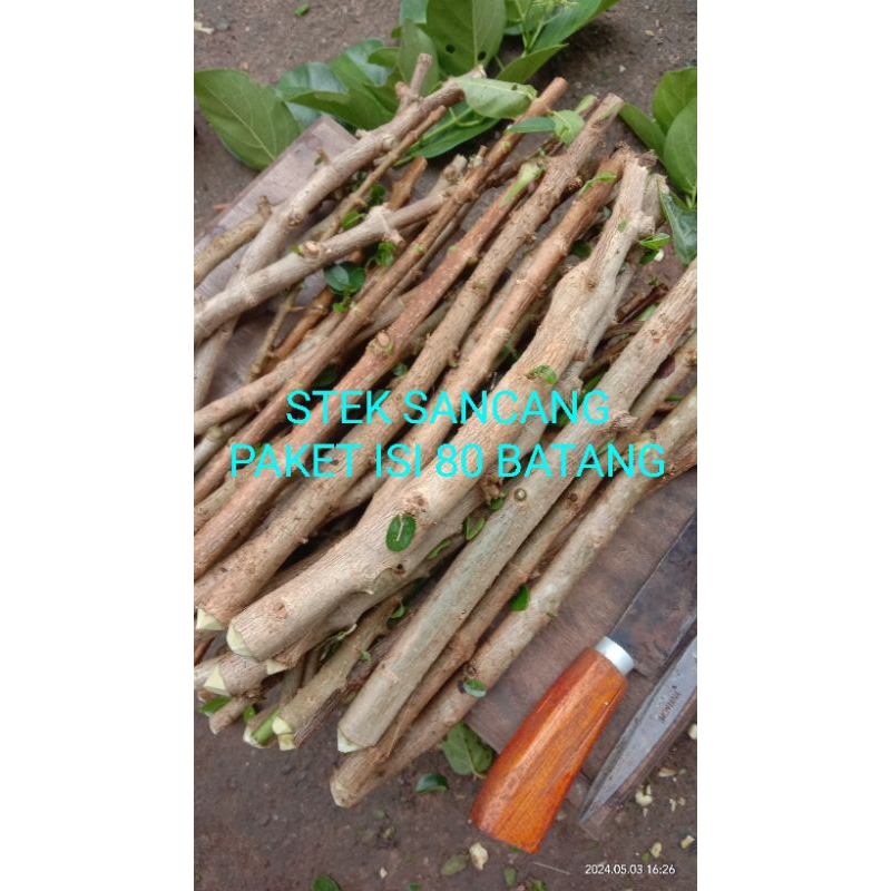 PAKET 80 BATANG STEK BATANG SANCANG
