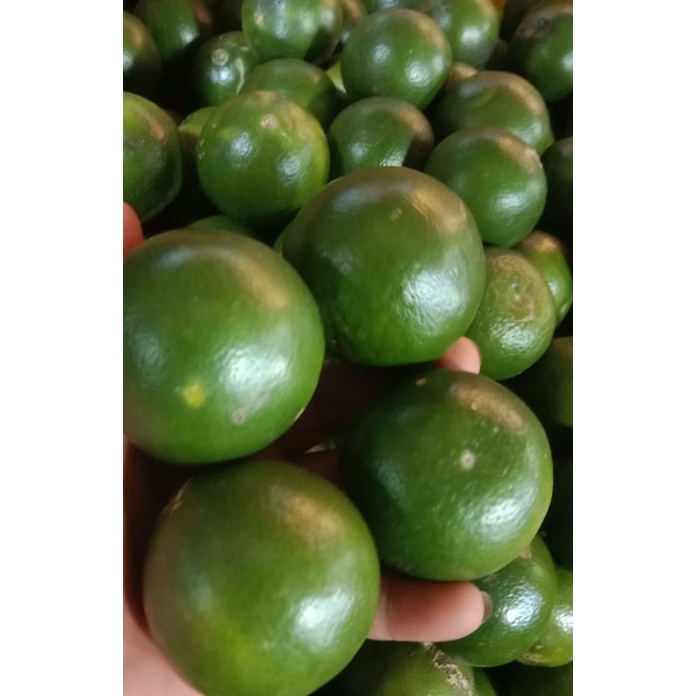 

Jangan Sampai Kehabisan 1 KG Jeruk Peras Jawa