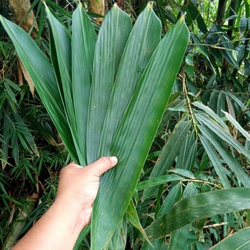 

Daun Bambu jumbo 8-10cm bungkus bakcang / kicang 100lembar