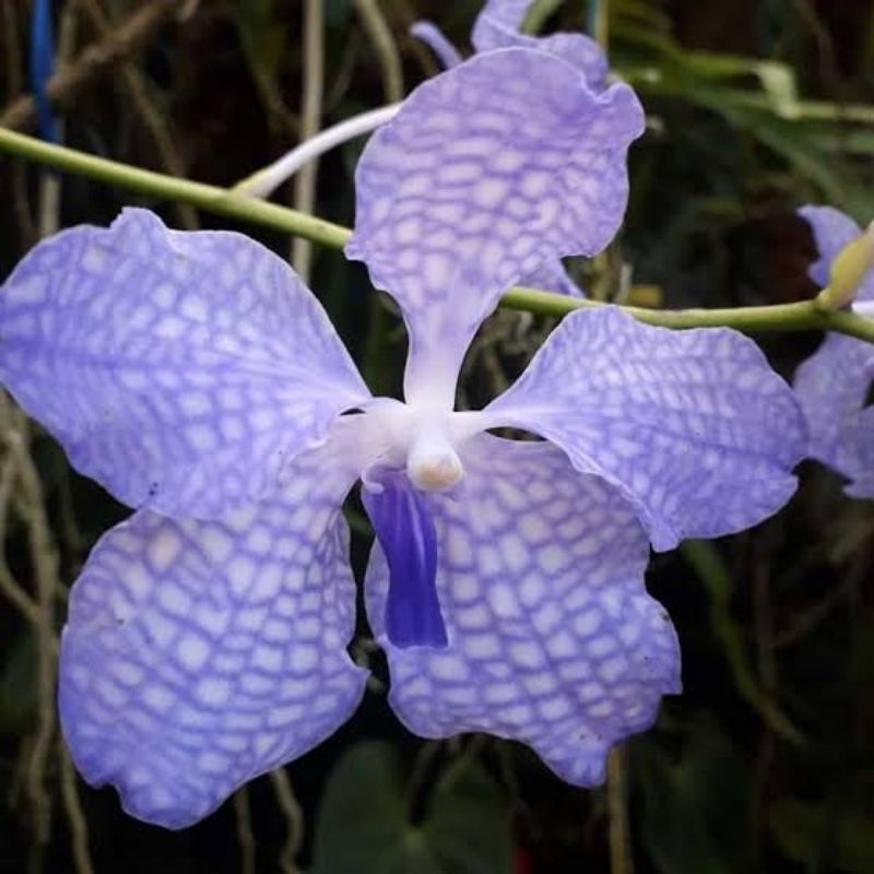 Anggrek Vanda Coerulea