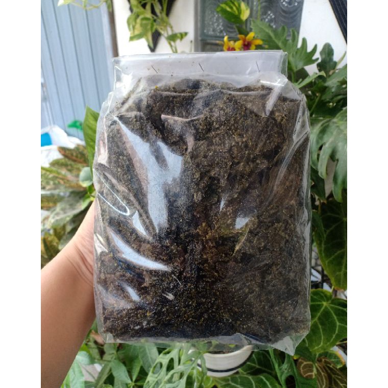 

See More REMAHAN RUMPUT LAUT NORI 2 ML