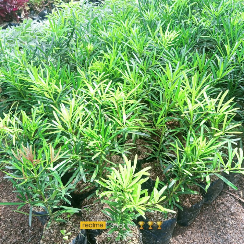 tanaman hias lohansung - tanaman lohansung bahan bonsai