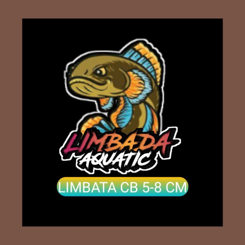 Limbata CB 5-8cm