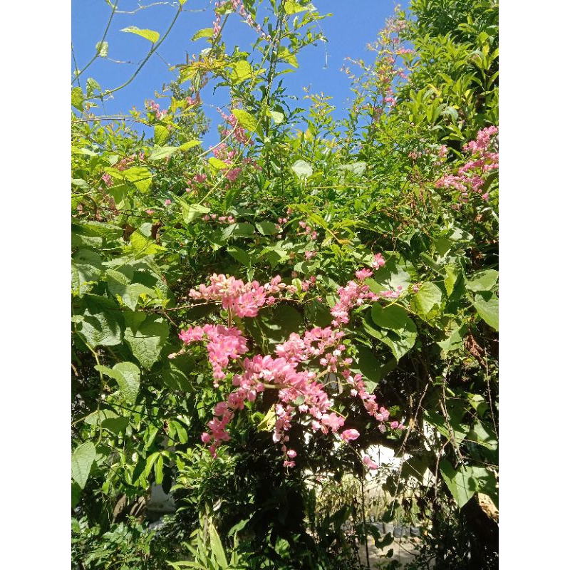 Bibit Bunga Air Mata Pengantin ( AMP )