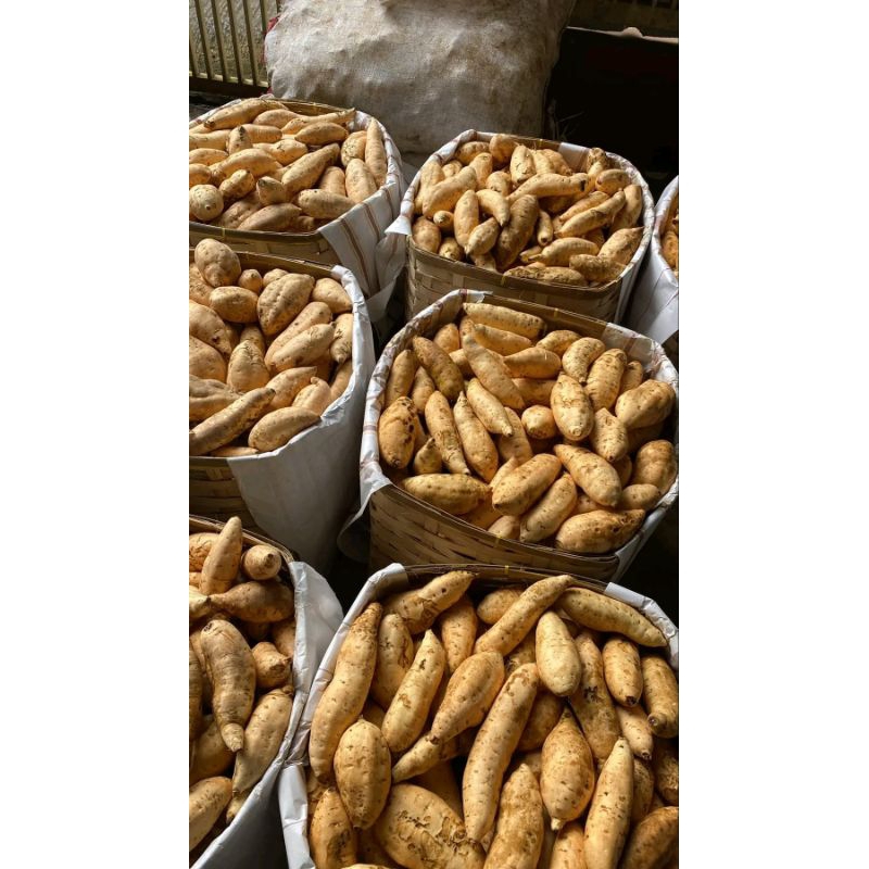 

UBI MADU 5 Kg SWEET POTATO 5 Kg ASLI BULUKERTO WONOGIRI