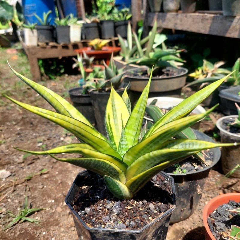 tanaman hias sanseviera HIBRID/HYBRID CORDOVA VARIGATA sansevieria sansevera sanseviera sansivera li