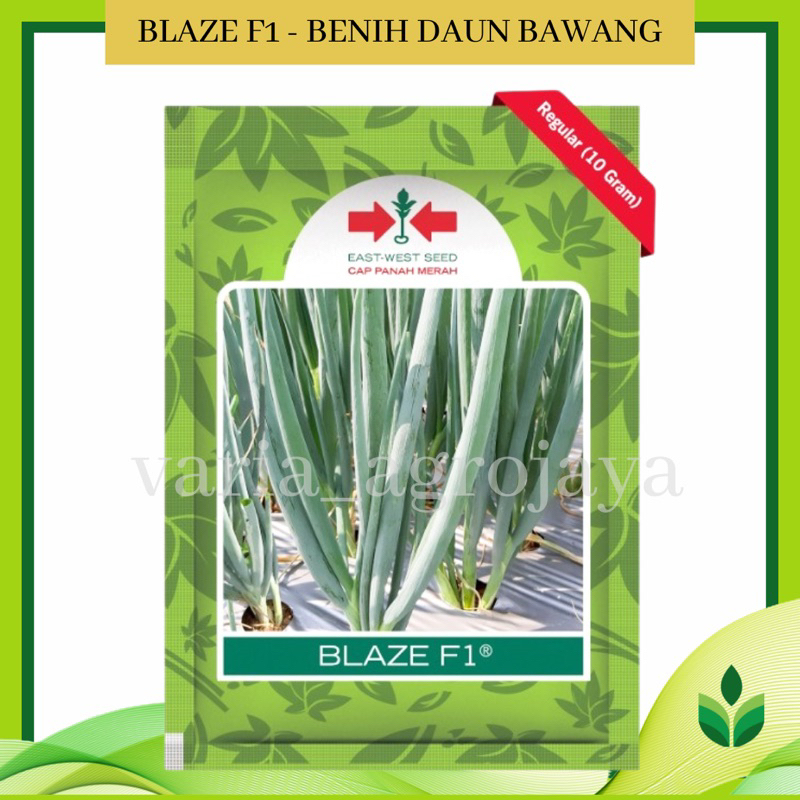 Benih Bibit Daun Bawang Blaze 10 gr - Cap Panah Merah
