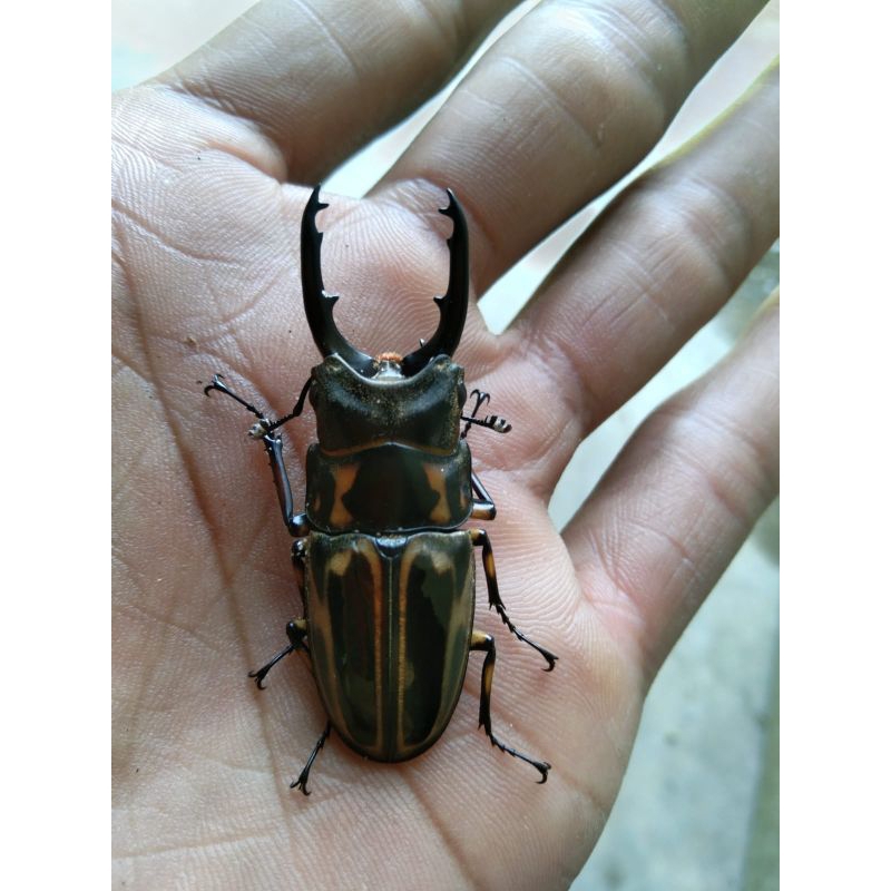 kumbang capit hidup prosopocoilus zebra