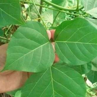 

daun Dadap segar
