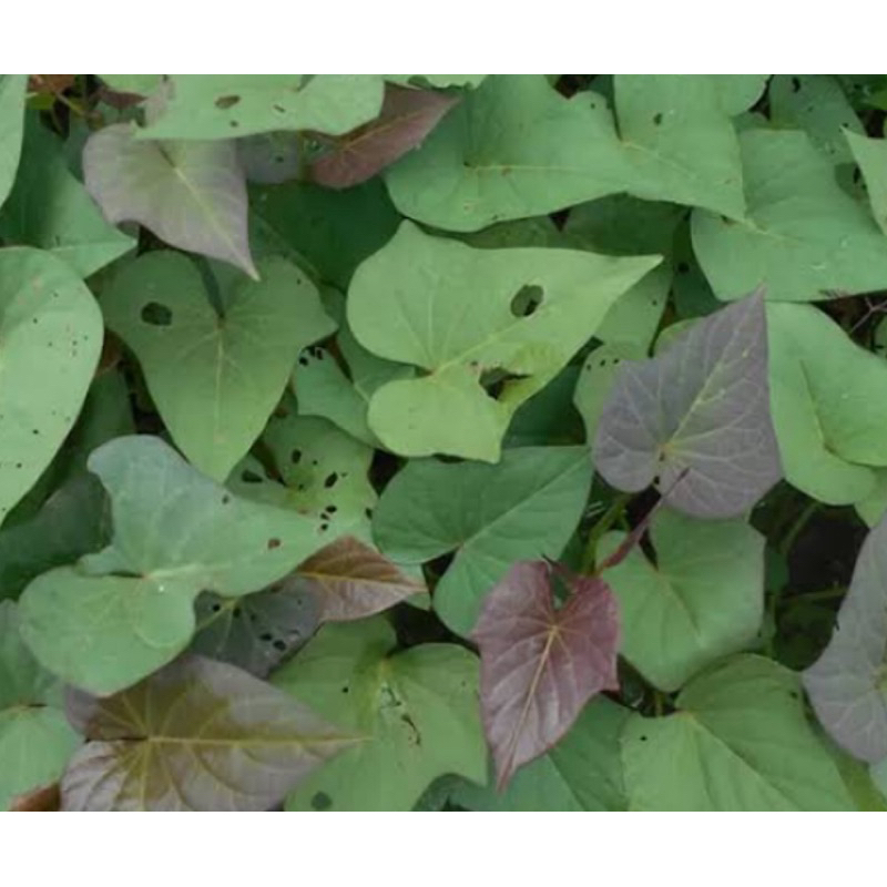 

Daun ubi jalar ungu umbi jalar ungu 500 gram segar-az