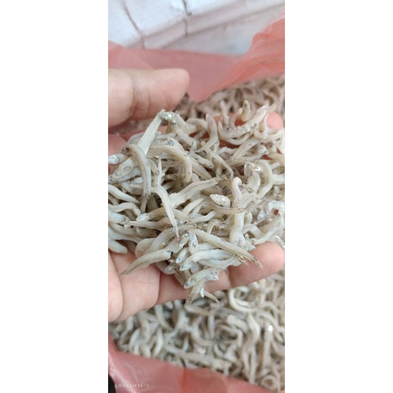 

ikan Teri Nilon