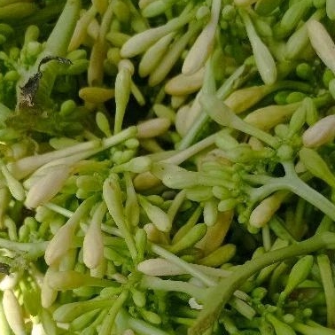 

Kembang kates / bunga pepaya